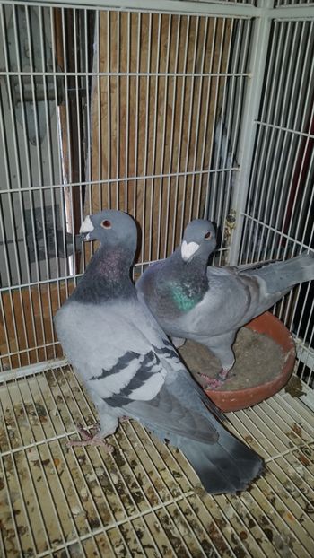 IMG-20190401-WA0021 - PORUMBEI CE II AM IN AMERICA