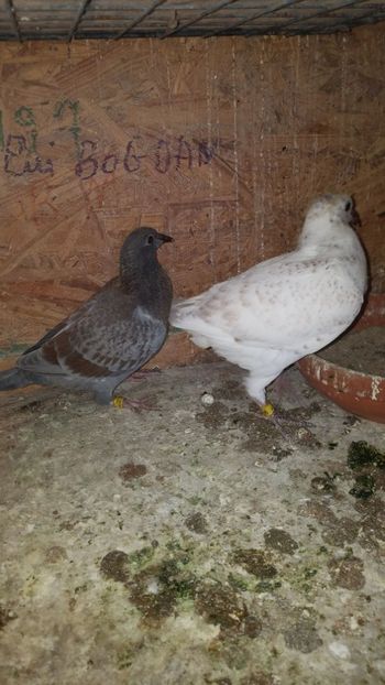 IMG-20190401-WA0004 - PORUMBEI CE II AM IN AMERICA