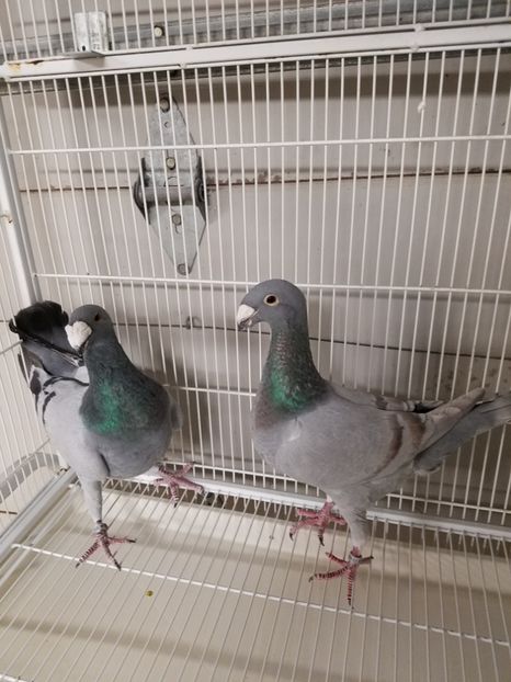  - PORUMBEI CE II AM IN AMERICA