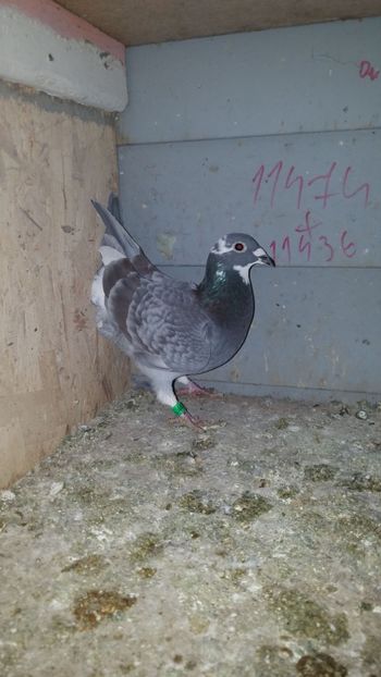 IMG-20190115-WA0073 - PORUMBEI CE II AM IN AMERICA