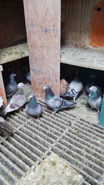 IMG-20190115-WA0054 - PORUMBEI CE II AM IN AMERICA