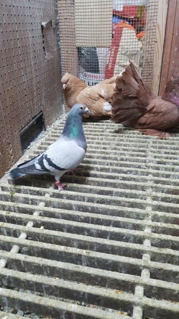 IMG-20190115-WA0045 - PORUMBEI CE II AM IN AMERICA