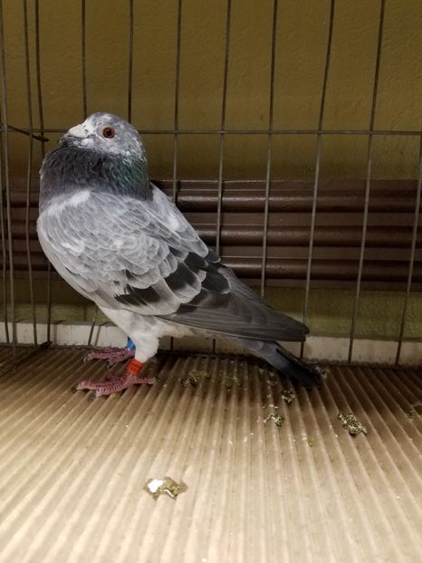 Big Andy - PORUMBEI CE II AM IN AMERICA