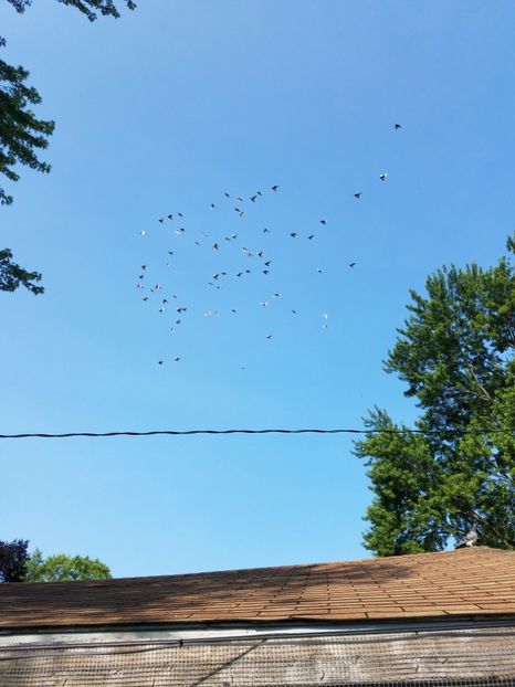  - PORUMBEI CE II AM IN AMERICA