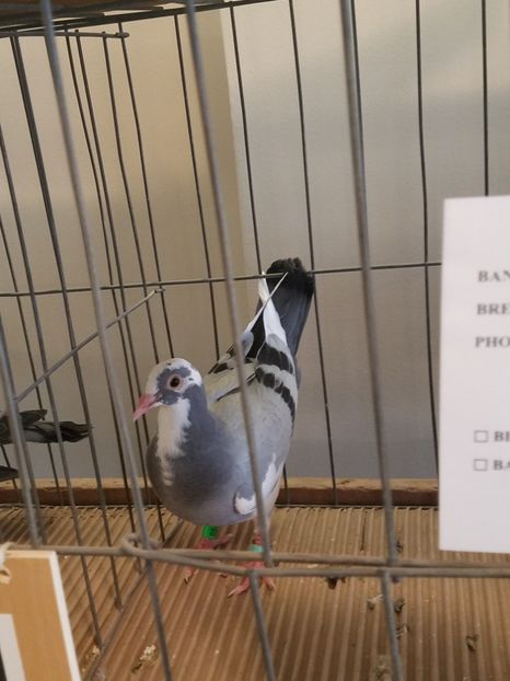  - PORUMBEI CE II AM IN AMERICA