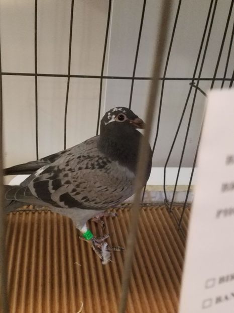  - PORUMBEI CE II AM IN AMERICA