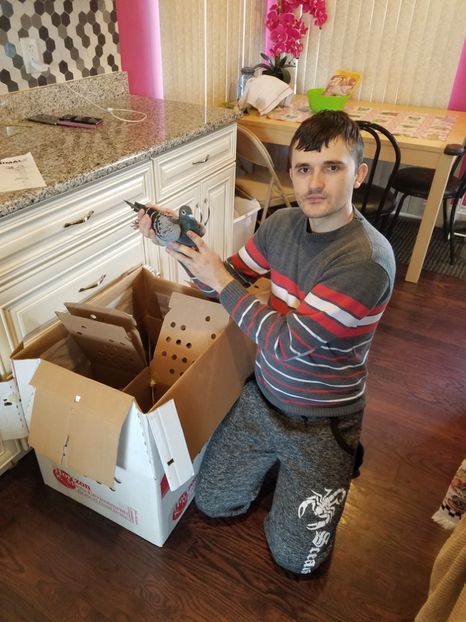 Proaspeti ajunsi din  - PORUMBEI CE II AM IN AMERICA