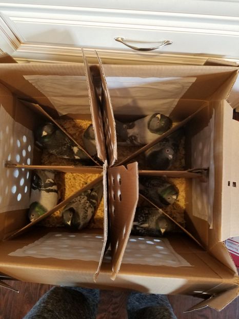 Porumbeii mei din Romania au ajuns in Chicago USA - PORUMBEI CE II AM IN AMERICA