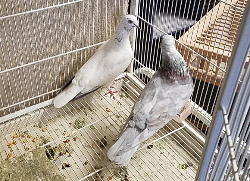  - PORUMBEI CE II AM IN AMERICA