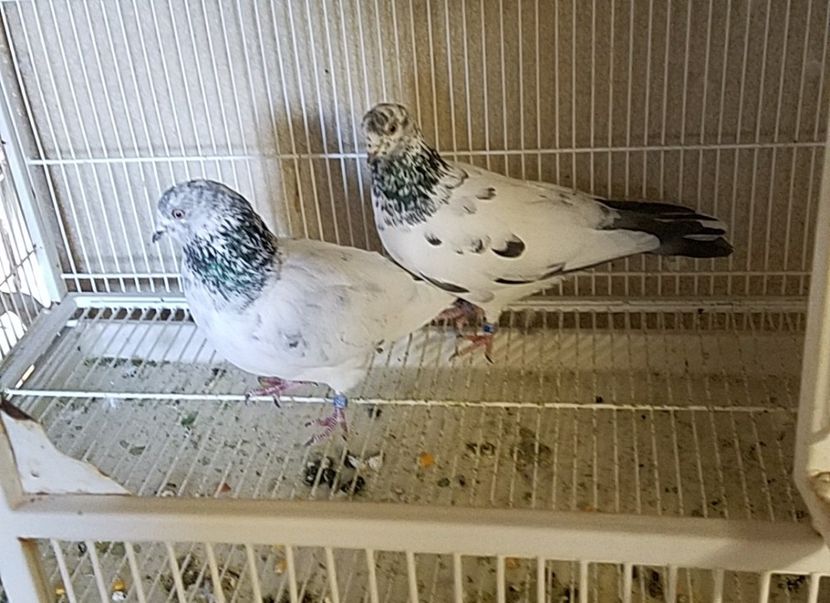  - PORUMBEI CE II AM IN AMERICA