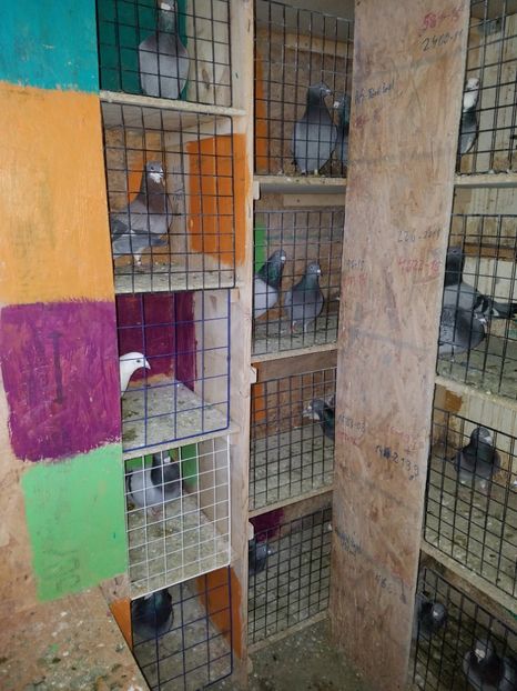  - PORUMBEI CE II AM IN AMERICA