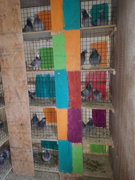  - PORUMBEI CE II AM IN AMERICA