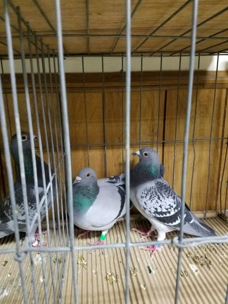  - PORUMBEI CE II AM IN AMERICA