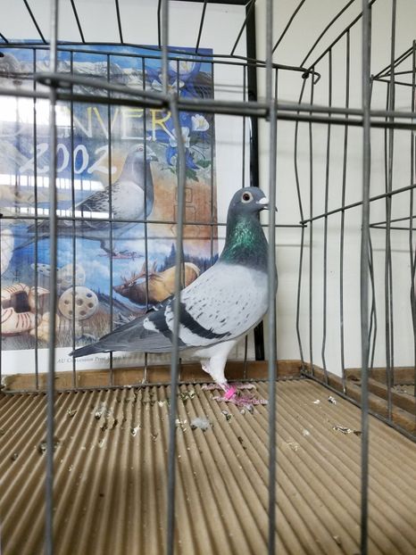  - PORUMBEI CE II AM IN AMERICA