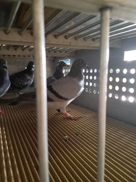  - PORUMBEI CE II AM IN AMERICA