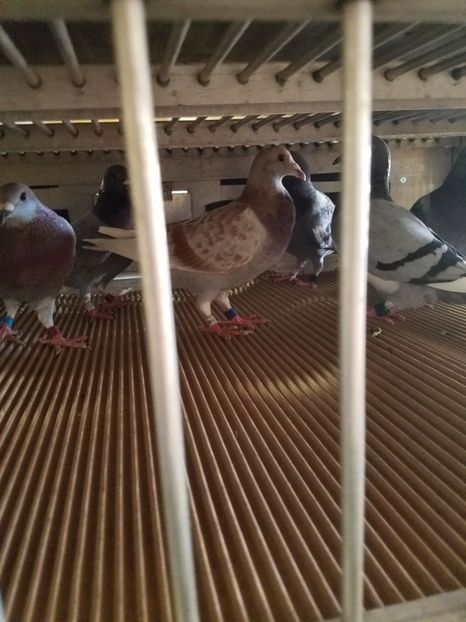  - PORUMBEI CE II AM IN AMERICA