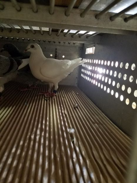  - PORUMBEI CE II AM IN AMERICA