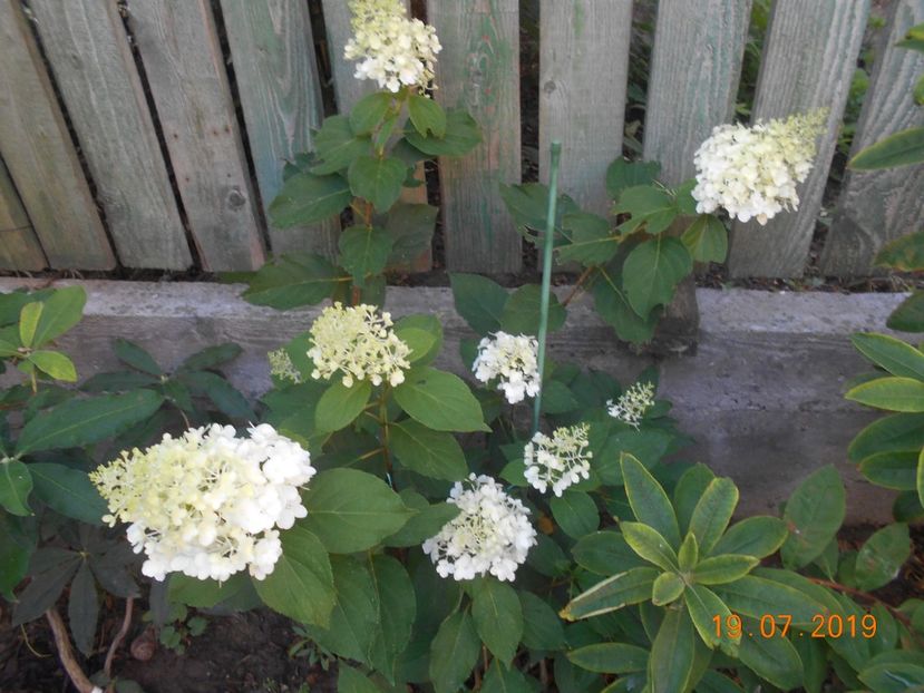  - 2Azalee-rhododendroni-hortensii-hoste 2019