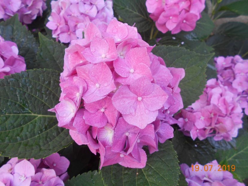  - 2Azalee-rhododendroni-hortensii-hoste 2019