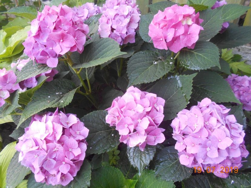  - 2Azalee-rhododendroni-hortensii-hoste 2019