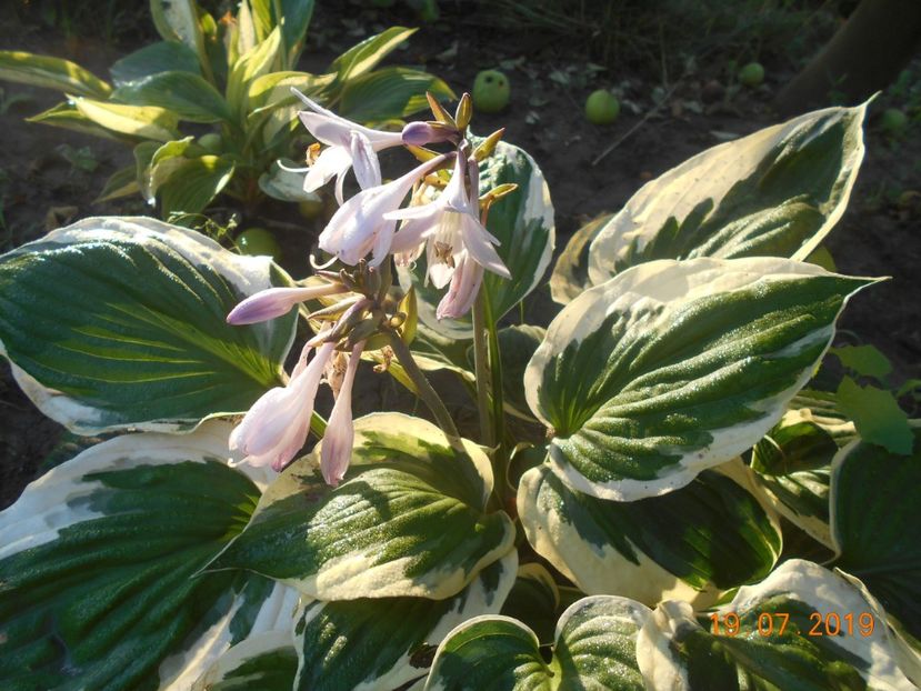  - 2Azalee-rhododendroni-hortensii-hoste 2019