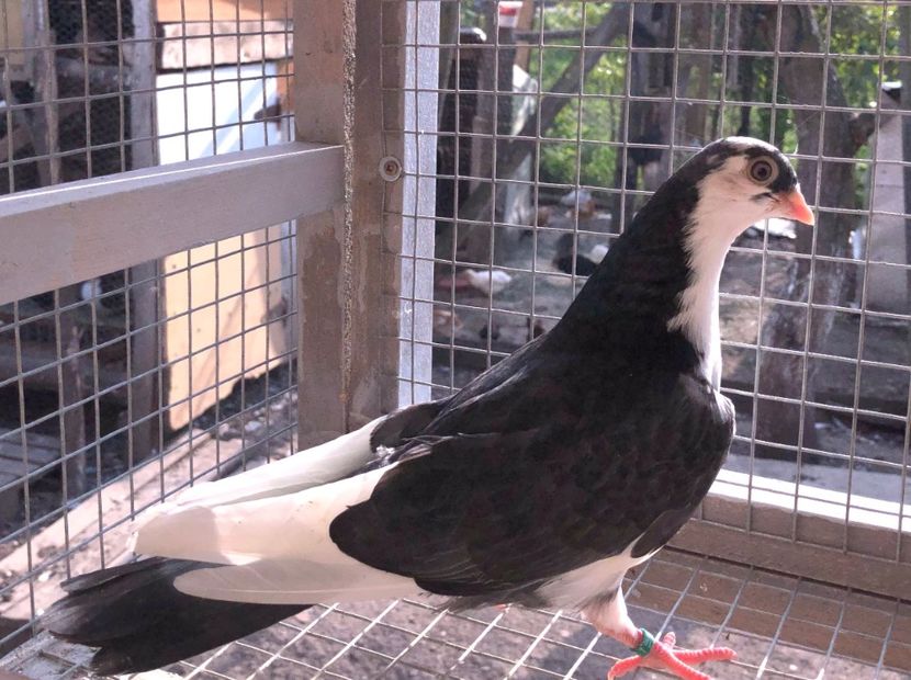 6997  mascul  2019 - Plecați ALBUM 2