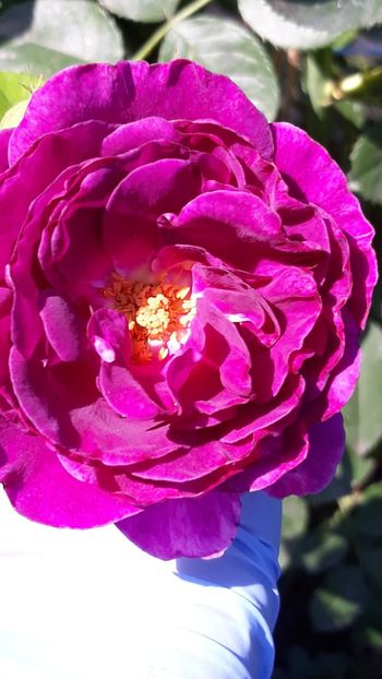  - Rose 2019