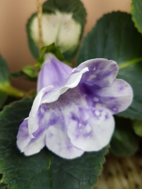  - Gloxinia 2019