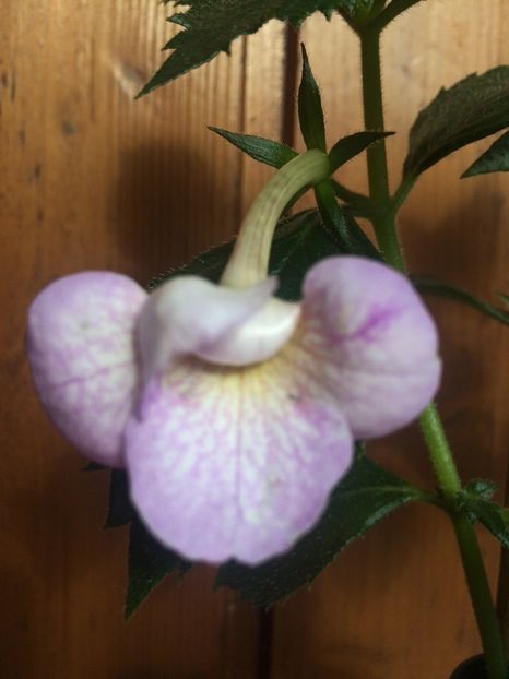 19.07.2019 - Lavender Bliss