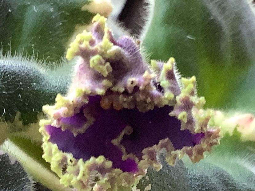 Deadly Sting - AA Violetbarn