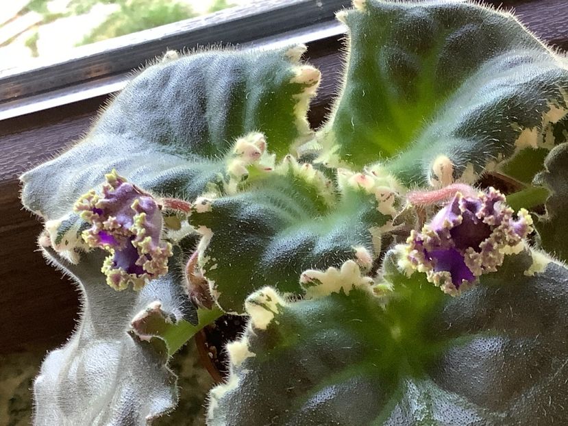 Deadly Sting - AA Violetbarn