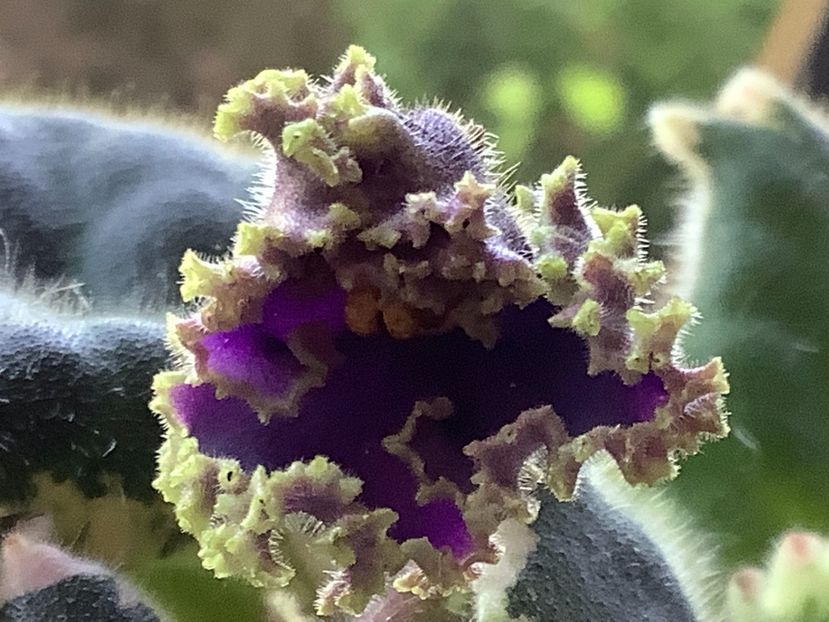 Deadly Sting - AA Violetbarn