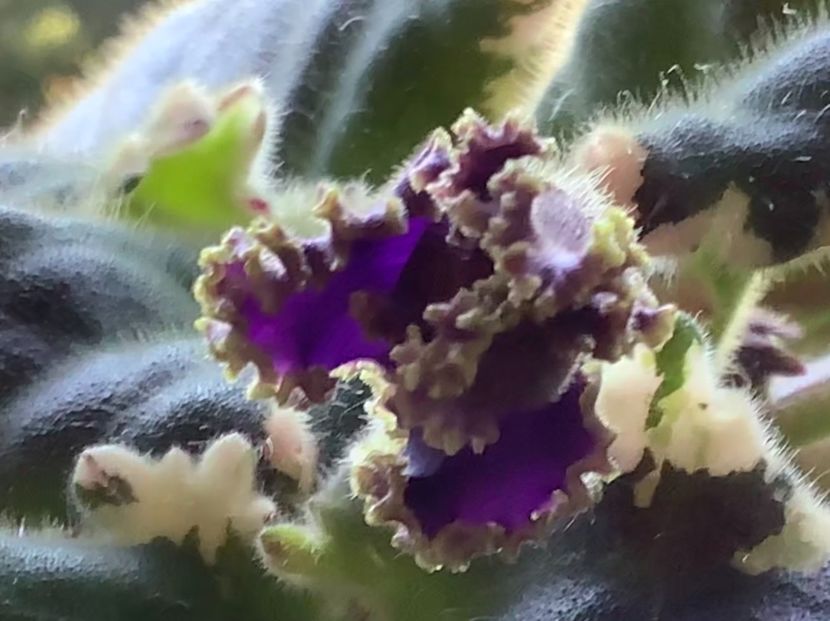 Deadly Sting - AA Violetbarn