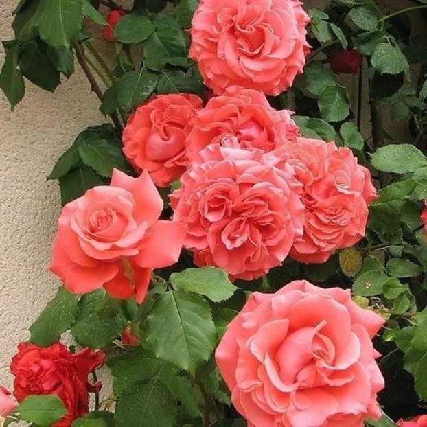 dee-dee-bridgewater- - DEE DEE BRIDGEWATER