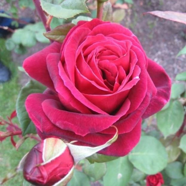 MISTER LINCOLN - MISTER LINCOLN