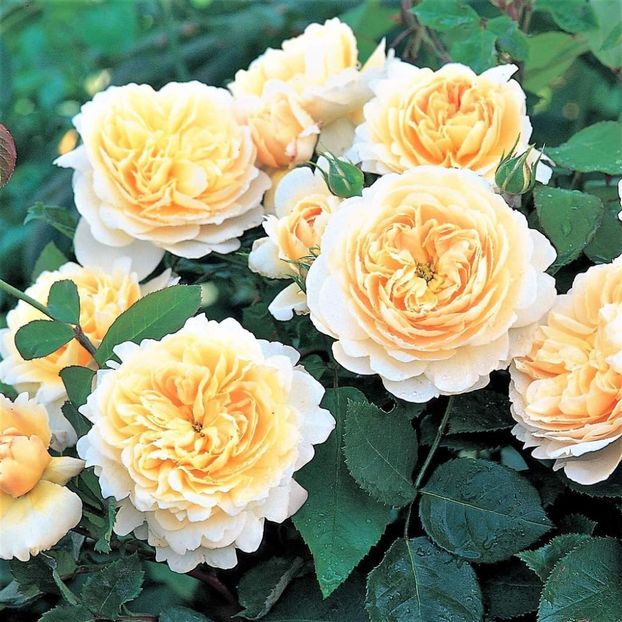 Crocus-1_ - CROCUS ROSE AUSQUEST