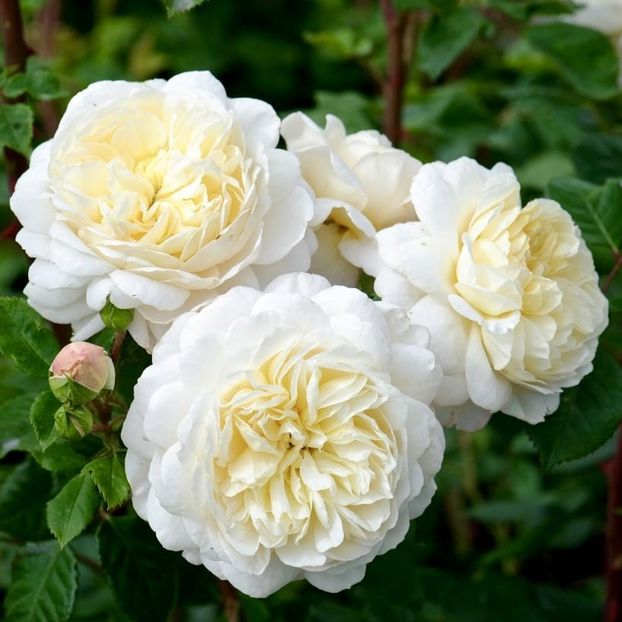Crocus-Rose-trandafir-parfumat-gradina - CROCUS ROSE AUSQUEST