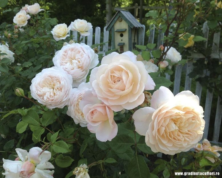 CROCUS-ROSE-1 - CROCUS ROSE AUSQUEST