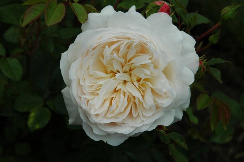 crocus-rose-kale-wortel - CROCUS ROSE AUSQUEST