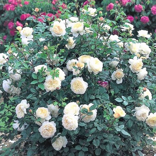 Crocus-6 - CROCUS ROSE AUSQUEST