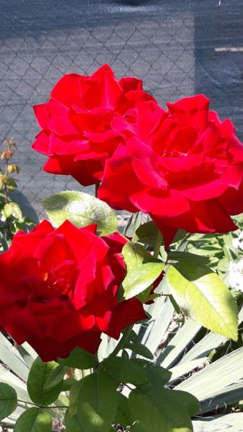  - Rose 2019