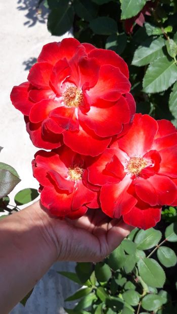  - Rose 2019