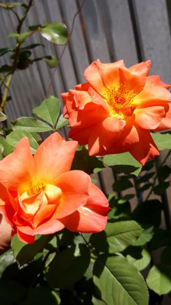  - Rose 2019