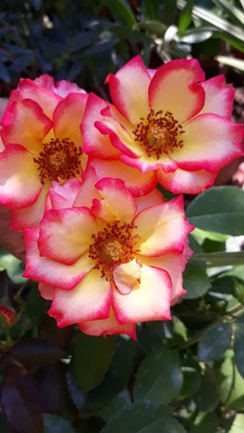  - Rose 2019