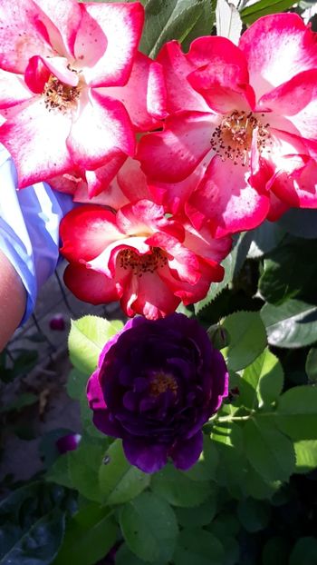  - Rose 2019