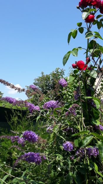  - Iulie in grădină 2019