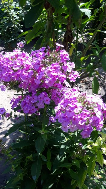  - Iulie in grădină 2019