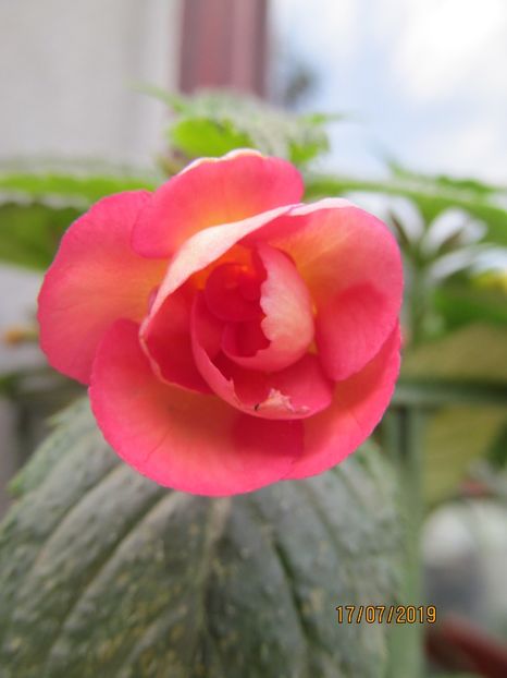 Mary Poppins - ACHIMENES 2020 - VANZARI HIBRIZI