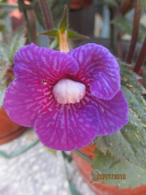 Poltgeister - ACHIMENES 2020 - VANZARI HIBRIZI