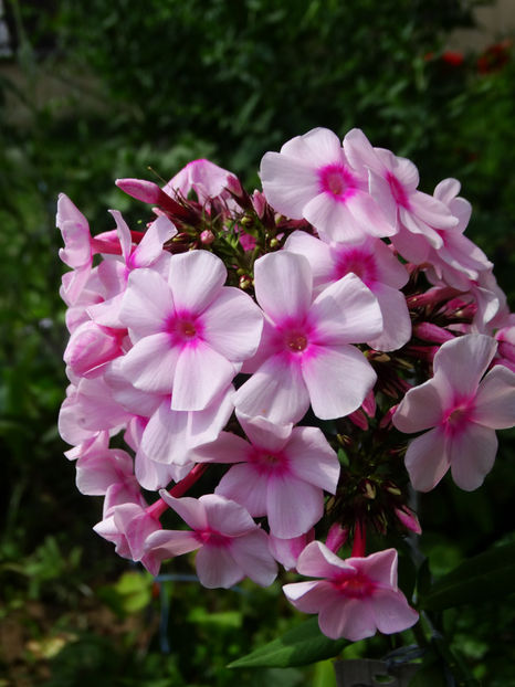  - Phlox